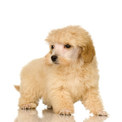 Poodle in front of white background
