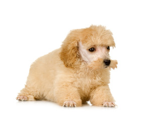 Poodle in front of white background