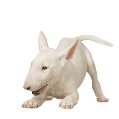 Bull Terrier in front of a white background