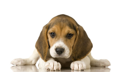 Beagle in front of white background © Eric Isselée