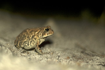 Small Frog at night wildlife