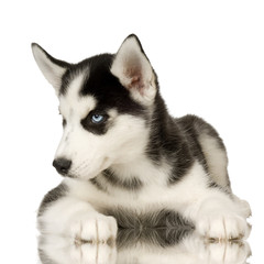Siberian Husky puppy in front of a white background