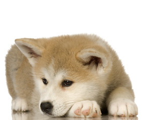 Siberian Husky puppy in front of a white background