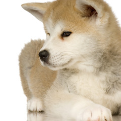Siberian Husky puppy in front of a white background