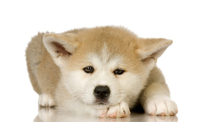 Siberian Husky puppy in front of a white background
