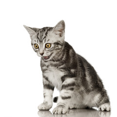 British Shorthair in front of a white background