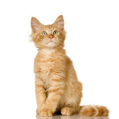 Ginger Cat kitten in front of a white background