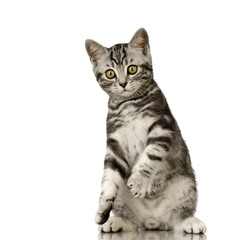 British Shorthair in front of a white background