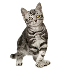 British Shorthair in front of a white background
