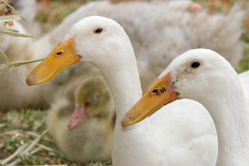 headshot of two white ducks with ducklings in the background