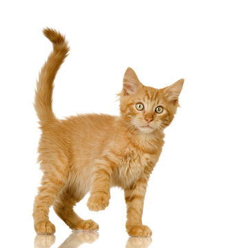 Ginger Cat Kitten In Front Of A White Background