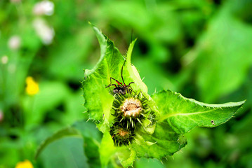 araignée et ses oeufs