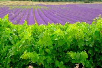 Gordijnen pieds de vignes et champs de lavande © Magalice