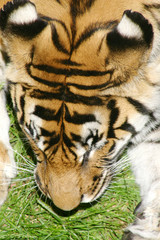 tête de tigre
