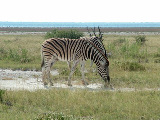Fototapeta na wymiar Zebry w Etosha Pan w Namibii Afryki