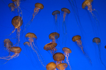 a group of jellyfish in an aquarium © Garret Bautista