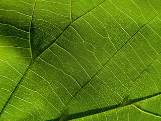 Fototapeta na wymiar zielony liść 5