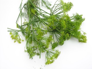 blooming dill as spice