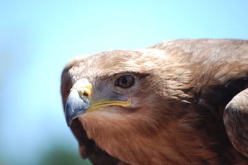 Oeil Rapace