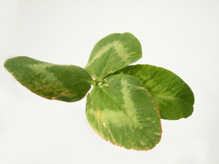 Fototapeta na wymiar four-leaf trefoil