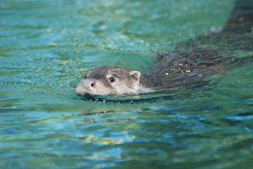 loutre