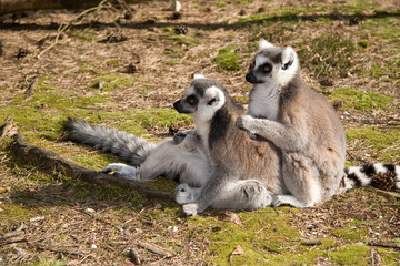 Ring Tailed Lemurs