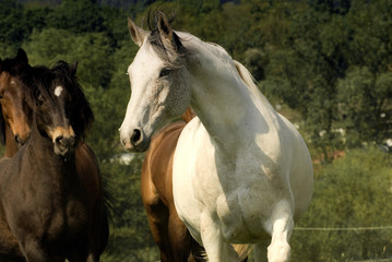 Obraz na płótnie Canvas White horse in front of a herd of dark horses