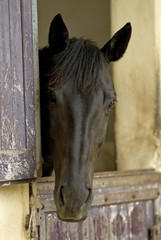 cheval au box