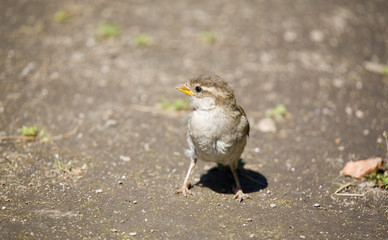 Nestling of a sparrow in summer day