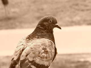 Pigeon, sepia