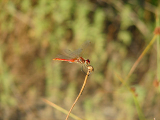 Libellula