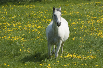White horse running through green meadow
