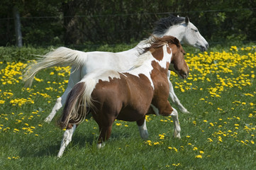 Horse race through meadow