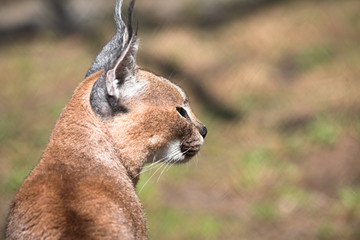 Young caracal sitting in the autmn meadow