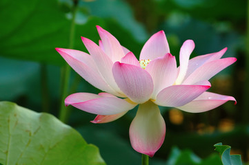 Fototapeta premium A bloomed lotus flower
