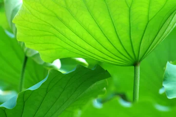Photo sur Plexiglas fleur de lotus Feuilles de lotus