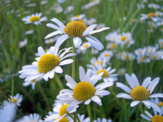margeriten 2