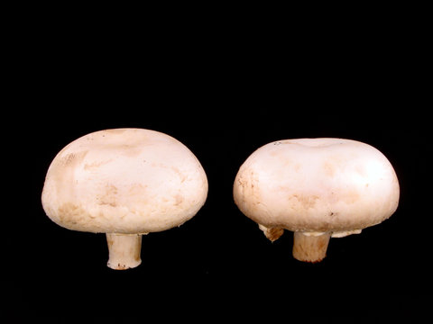 fungi