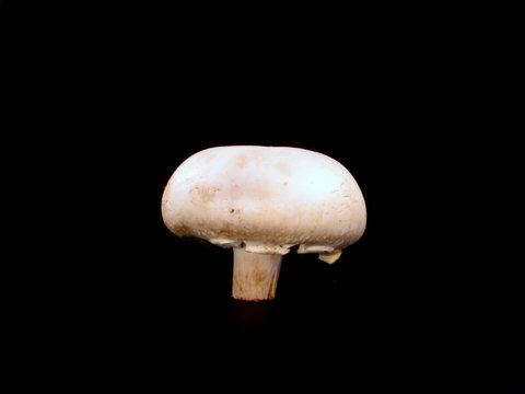 fungi