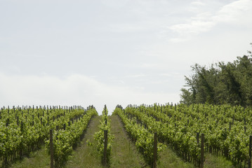 Fototapeta na wymiar vineyard with grapes straight in a row