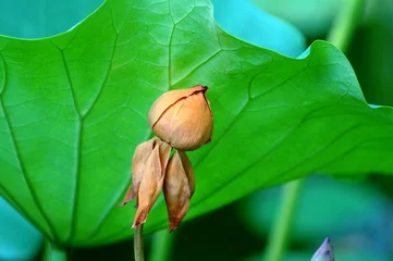Cercles muraux fleur de lotus Faded lotus flower behind large leaf