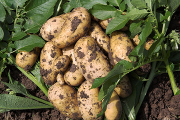 Root of Charlotte Potatoes