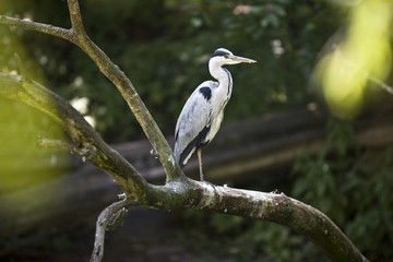 Fototapeta premium Heron