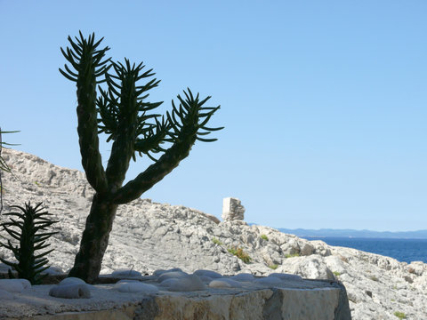 croatie cactus