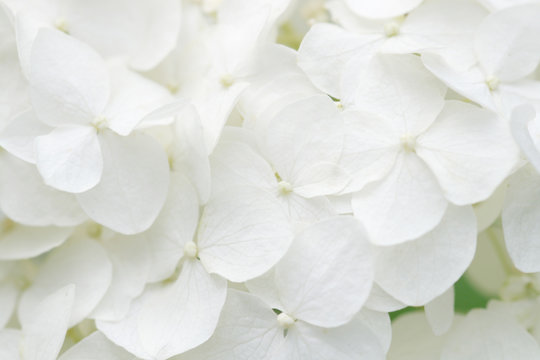 Background of white hydrangea