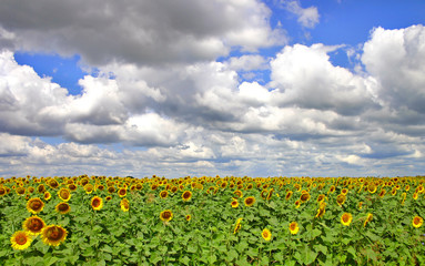 Fototapeta premium Sunflowers, very cool clouds