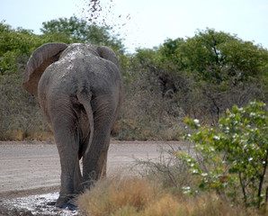 Namibia, Etosha