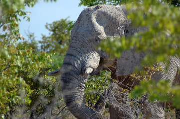 Namibia, Etosha