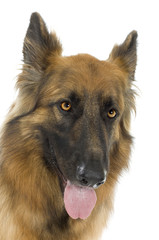german shepherd  in front of white background