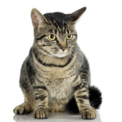 cat in front of a white background
